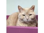 Adopt Savannah a Domestic Short Hair