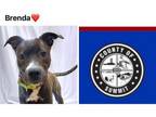 Adopt BRENDA a Pit Bull Terrier