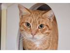 Adopt Pumpkin Pie a Domestic Short Hair