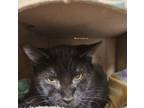 Adopt Lana a Domestic Short Hair