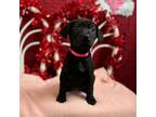 Adopt Lola a Labrador Retriever, Terrier