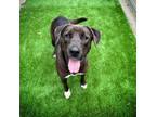 Adopt Angel a Labrador Retriever, Pit Bull Terrier