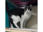 Adopt Athena a Domestic Short Hair