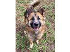 Adopt Quirkey a German Shepherd Dog, Mixed Breed