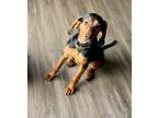 Adopt Maizie - Foster to Adopt a Black and Tan Coonhound