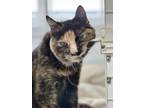 Adopt Tortie a Domestic Short Hair