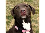 Adopt Cash a Chocolate Labrador Retriever