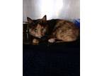 Adopt Raisa a Domestic Short Hair