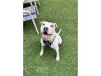 Adopt Icy a Mixed Breed