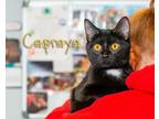 Adopt Capraya a Domestic Short Hair