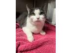 Adopt Sara a Domestic Short Hair