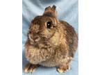 Adopt Ashlynn: featured pet!! a Netherland Dwarf