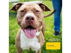 Adopt Mia a Pit Bull Terrier