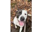 Adopt ZEBONA a Pit Bull Terrier