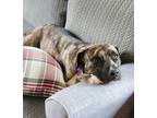 Adopt Princessa -Local Foster a Pit Bull Terrier