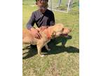 Adopt Tootie a Chesapeake Bay Retriever, Labrador Retriever