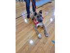Adopt Autumn a Pit Bull Terrier, Mixed Breed