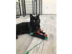 Adopt Caraway a Domestic Short Hair