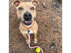 Adopt Peachy @ Foster a Pit Bull Terrier
