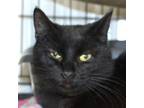 Adopt Angie a Domestic Short Hair