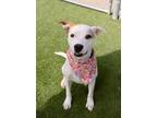 Adopt JUBILEE a American Staffordshire Terrier, Mixed Breed