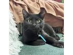 Adopt Trixie a Domestic Short Hair