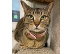 Adopt WILLOW (Spayed!) a Tabby