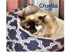 Adopt Cruella a Snowshoe