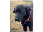 Adopt Allison a Anatolian Shepherd, Labrador Retriever