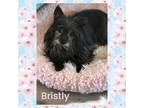 Adopt Bristley a Yorkshire Terrier