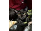 Adopt Indigo a Domestic Short Hair