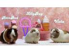 Adopt RoseBud and Viola a Guinea Pig