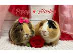 Adopt Poppy & Marley a Guinea Pig