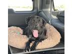 Adopt Lucy a Labrador Retriever