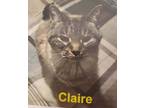 Adopt Claire a Tabby