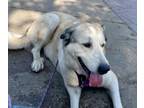 Adopt Avalon ATX FKN Abisinthe a Anatolian Shepherd, Great Pyrenees