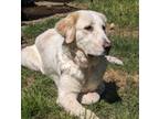 Adopt Giselle Lullaby ATX a Great Pyrenees