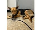 Adopt Mary a German Shepherd Dog, Mixed Breed
