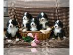 Bernese Mountain Dog PUPPY FOR SALE ADN-753772 - AKC Bernese puppies boys and
