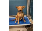 Adopt Giggles a German Shepherd Dog, Mixed Breed