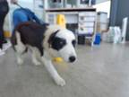 Adopt Marimar a Border Collie, Mixed Breed