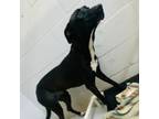 Adopt Skeeter "Rose" a Border Collie, Greyhound
