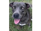 Adopt Rihanna a Staffordshire Bull Terrier