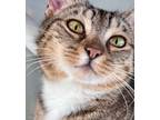 Adopt Belle a Tabby, Domestic Short Hair