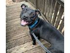 Adopt RAVEN a Patterdale Terrier / Fell Terrier, Mixed Breed