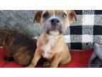 Adopt HEIDI a Boxer