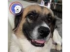 Adopt Eve a Great Pyrenees, Boxer