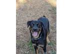 Adopt Sophia a Rottweiler