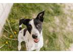 Adopt CHARLOTTE a Pointer