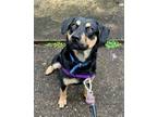 Adopt Lou Lou a Rottweiler